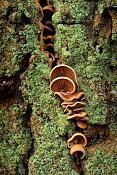 schelpzwam (panellus sp.) 12-2012 3401